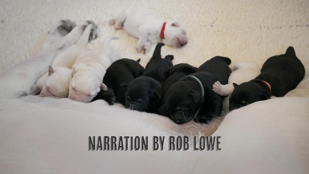 درون ذهن یک سگ