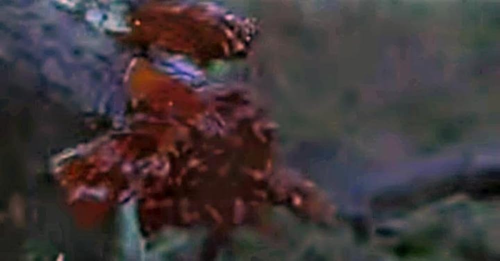 سربازان سگی