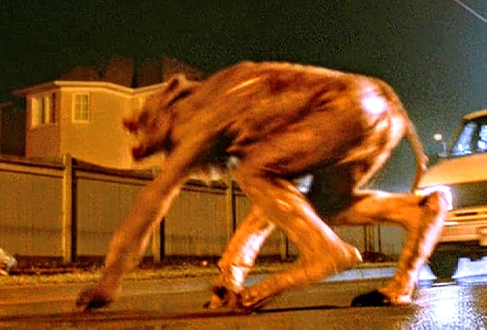 گاز گرفتن جینجر