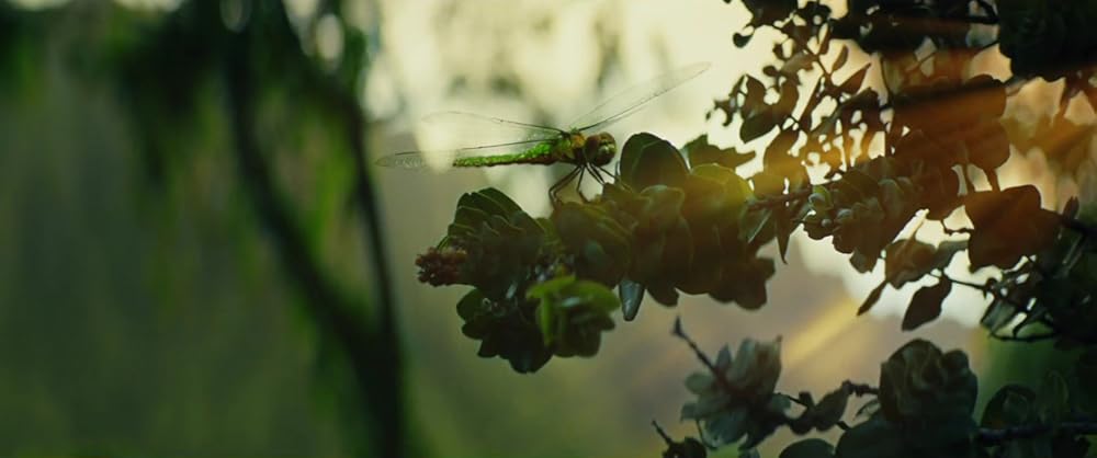 کونگ جزیره جمجمه
