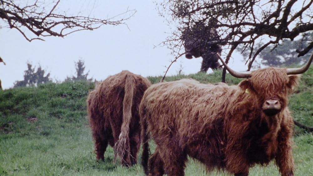 سربازان سگی