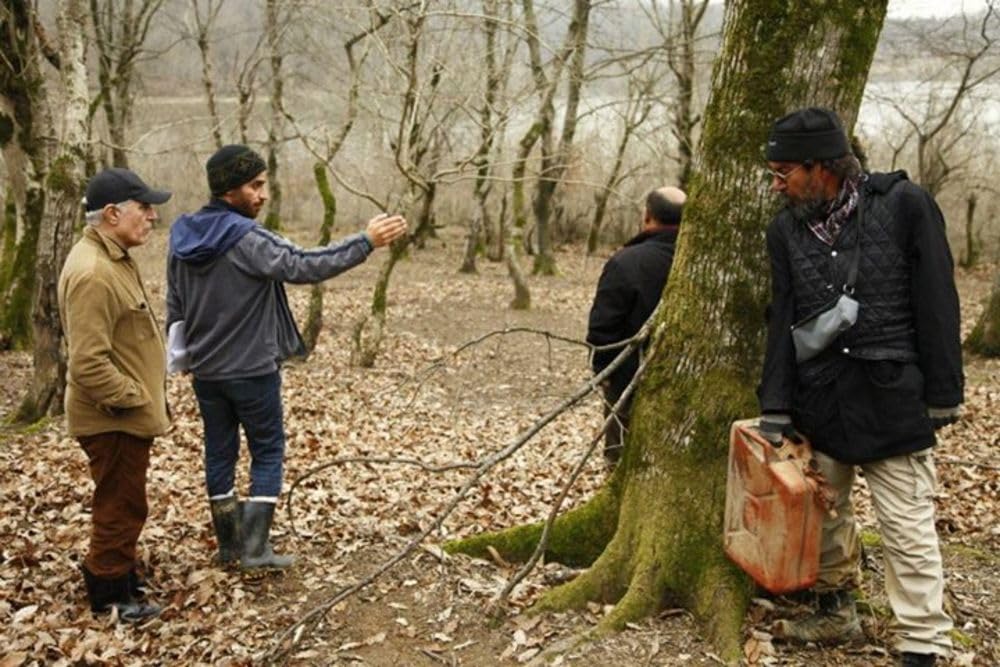 ماهی و گربه