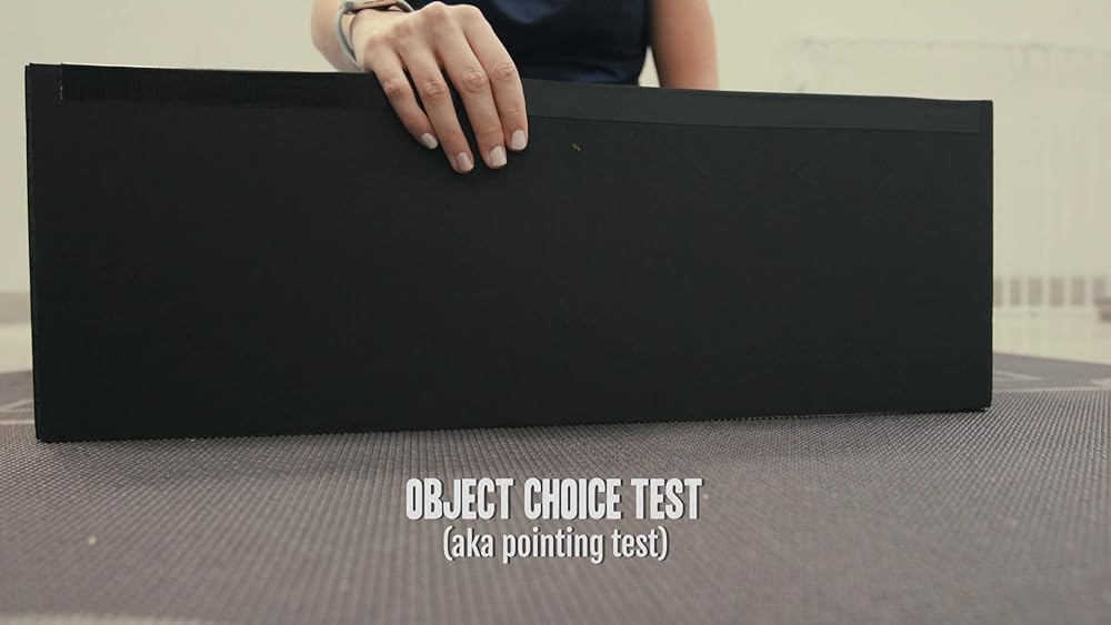 درون ذهن یک سگ