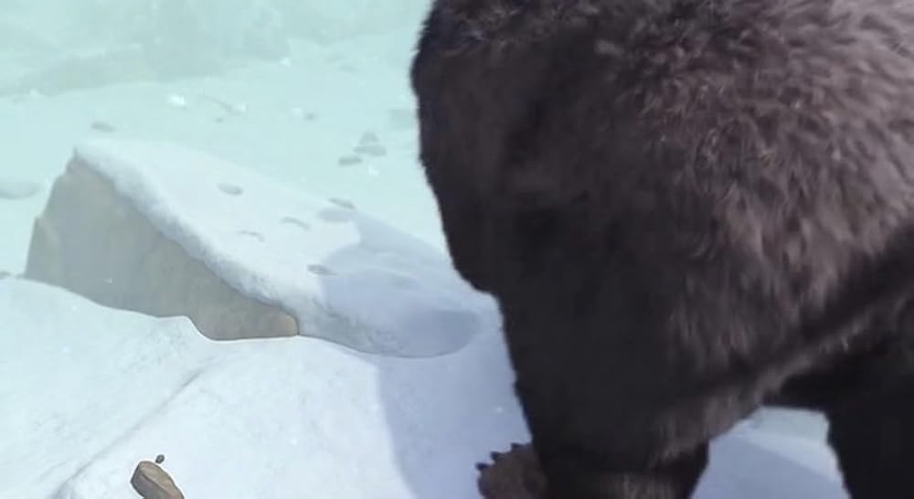 آلفا و امگا ۷: یخبندان بزرگ