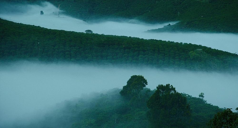 درون پوسته پیله زرد