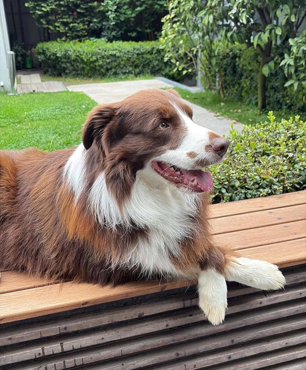 دو جهان یک آرزو