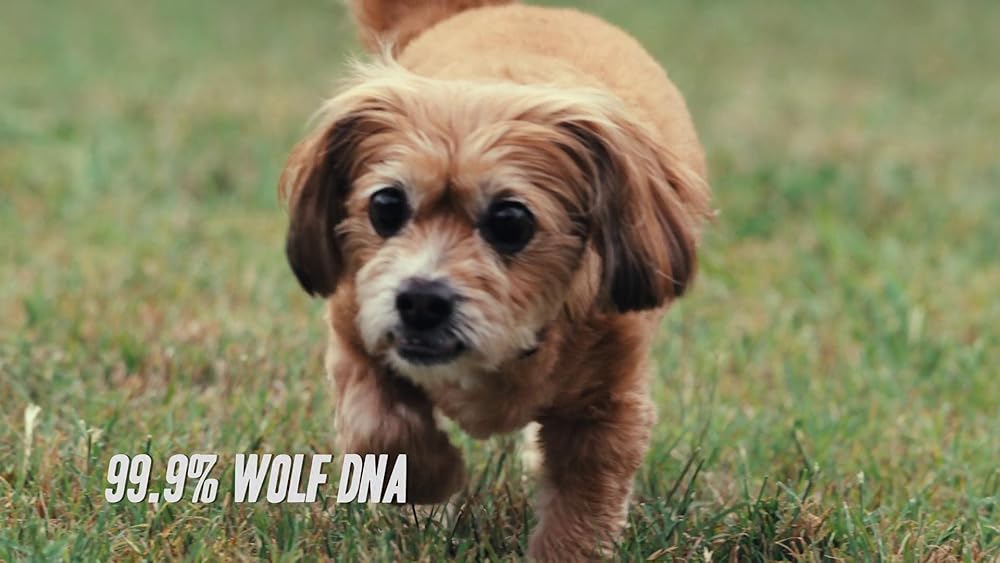 درون ذهن یک سگ