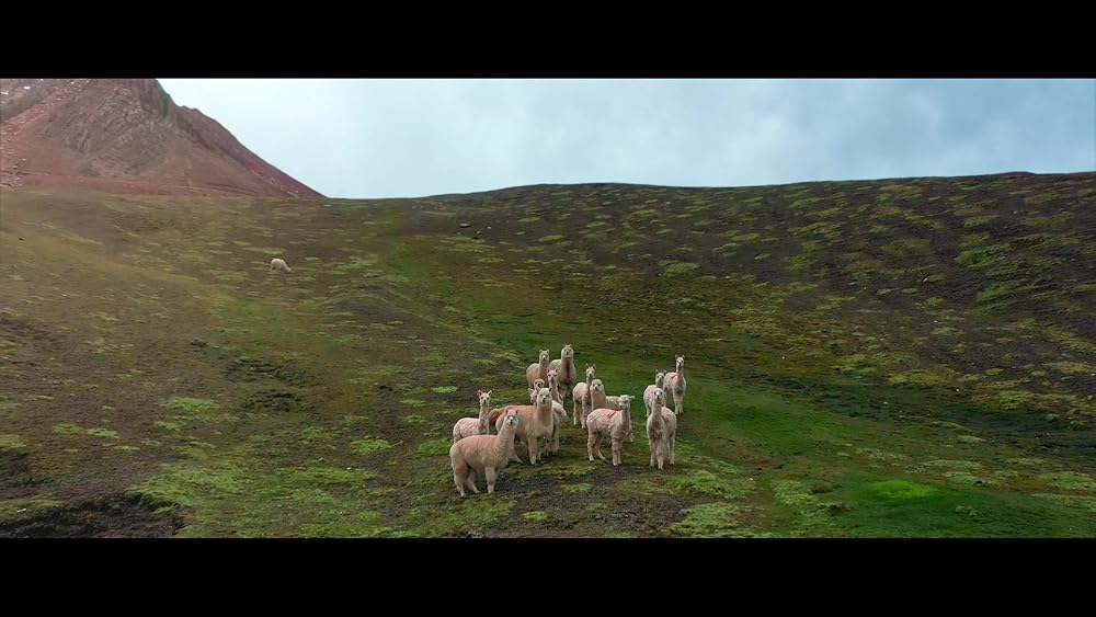 پدینگتون در پرو