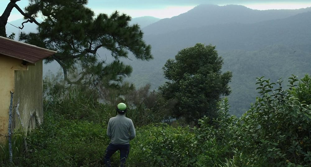 درون پوسته پیله زرد