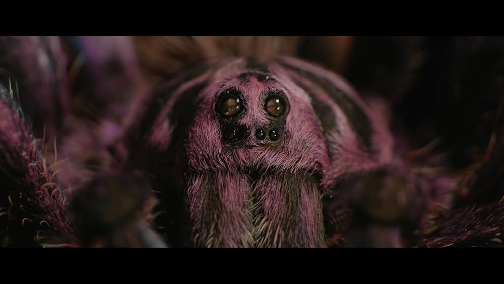 پدینگتون در پرو