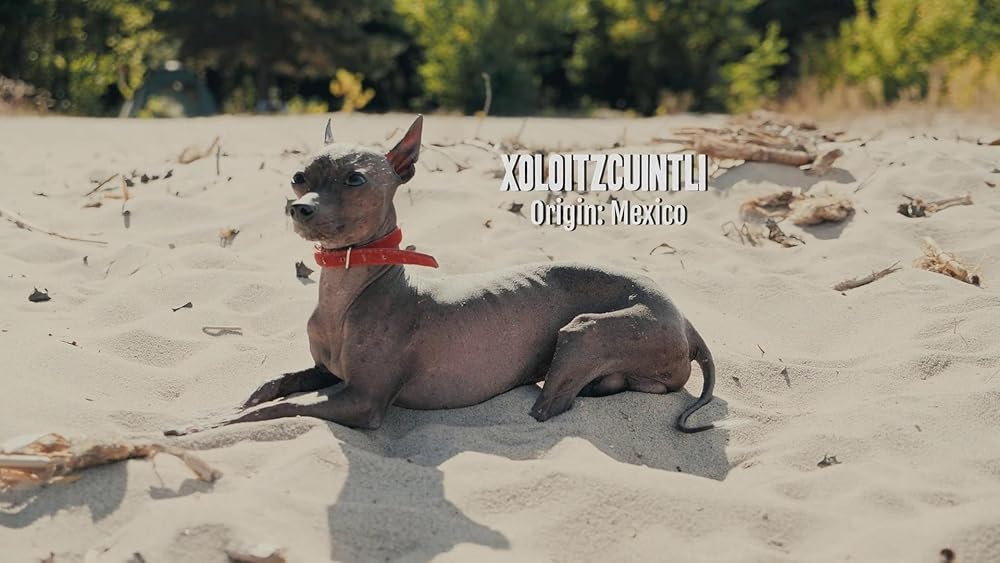 درون ذهن یک سگ