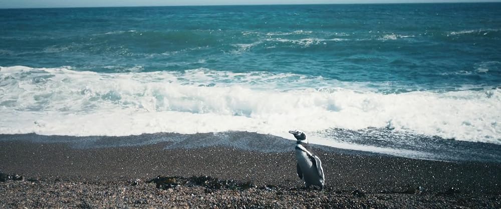 دوست پنگوئن من