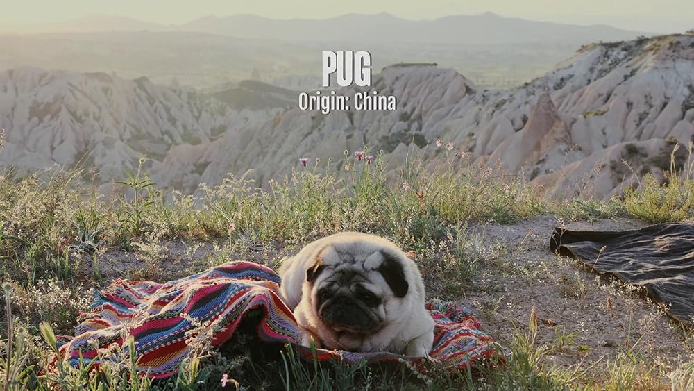 درون ذهن یک سگ