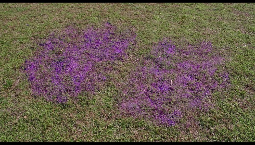 هارولد و مداد رنگی بنفش