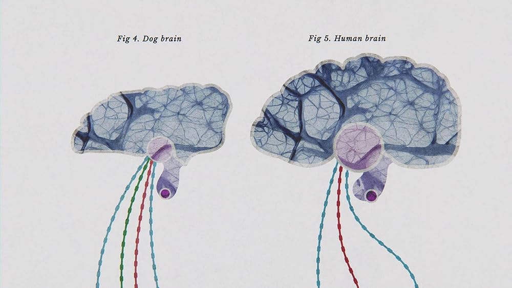 درون ذهن یک سگ