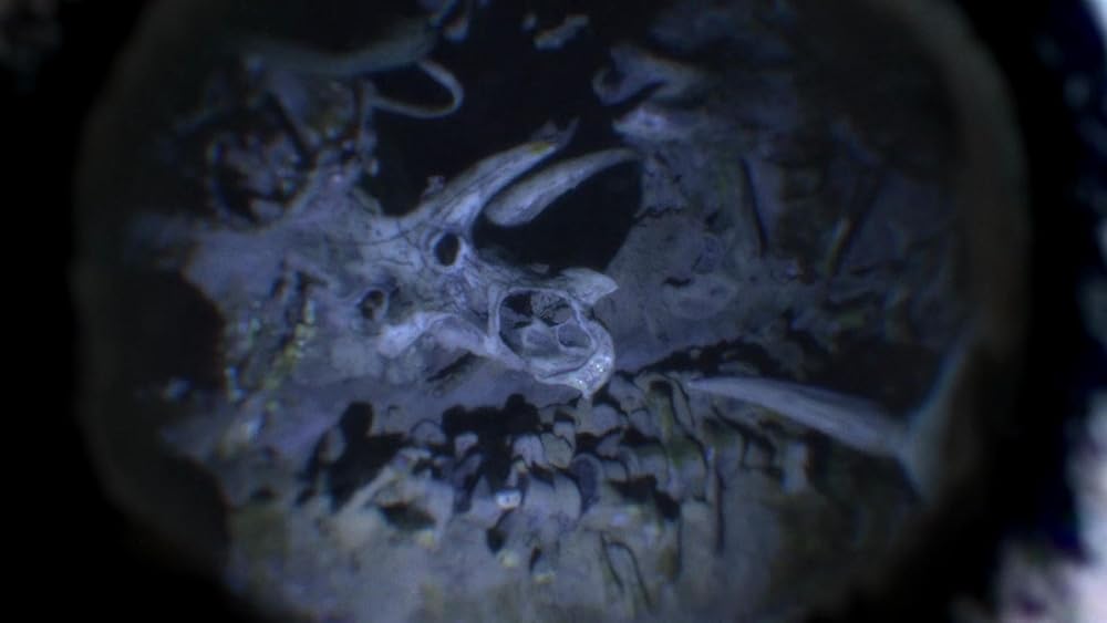 خدای دیوانه