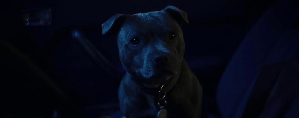 وینسنت باید بمیرد