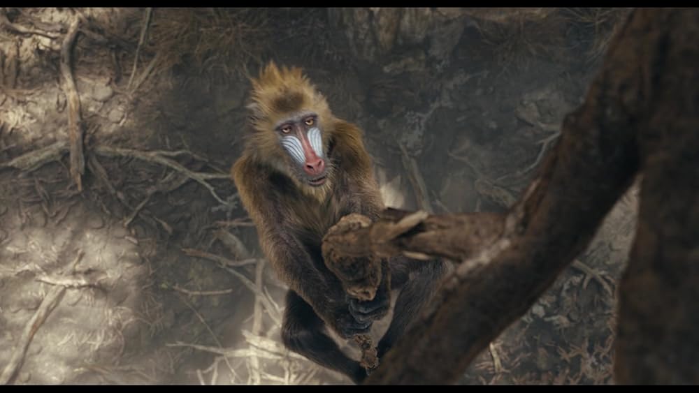 موفاسا: فرمانروای شیرها