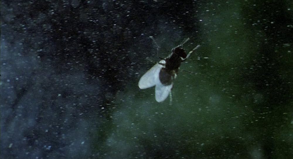 در یک قفسه شیشه ای