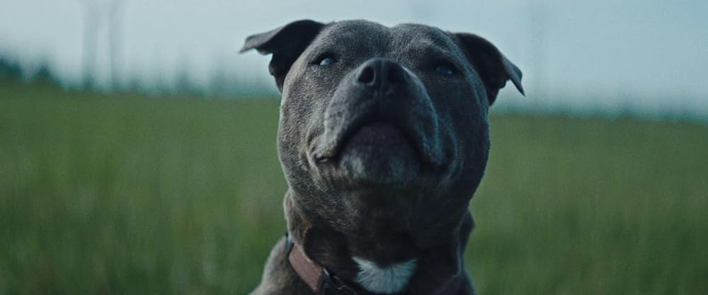 وینسنت باید بمیرد