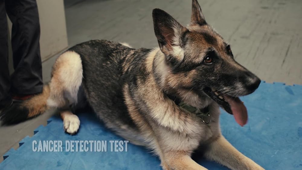 درون ذهن یک سگ