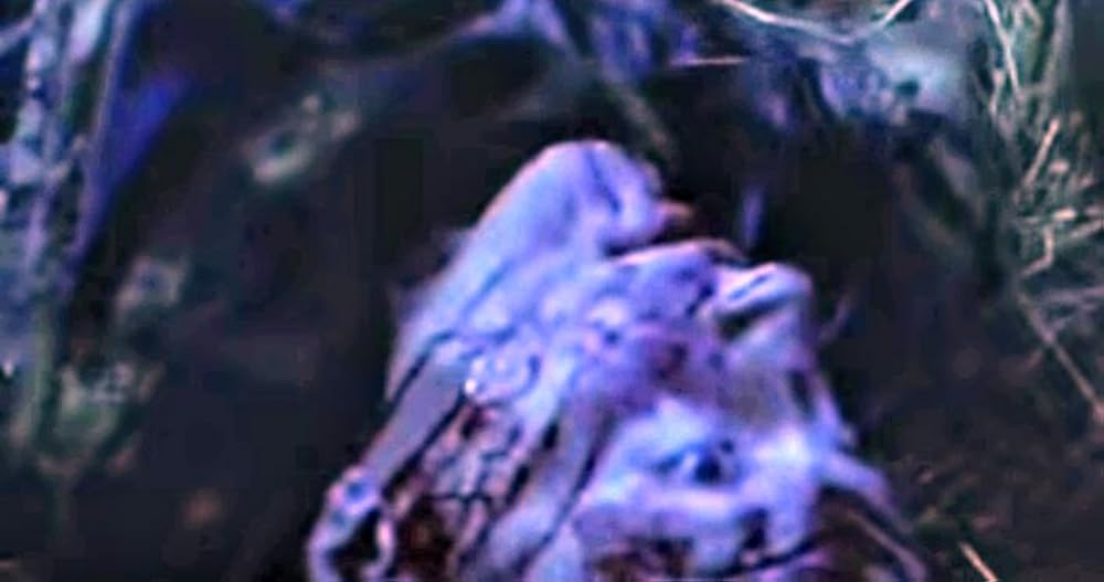 سربازان سگی