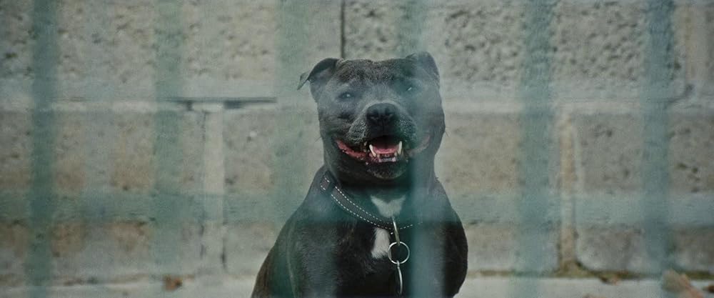 وینسنت باید بمیرد